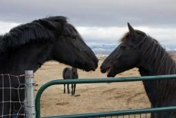 /media/RanchMaddiShoot/generated/_MG_0778W_orig.jpg